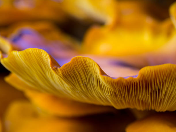 istock Jack O Lantern Mushroom Close Up, Orange Fungus 1146571864