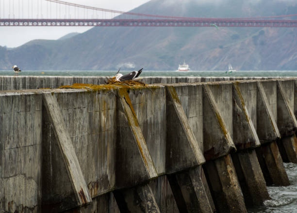 A weathered concrete wall in the San Francisco Bay with a sea gull in a nest, the Golden Gate Bridge in the background.