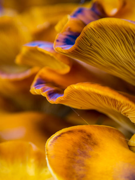 istock Jack O Lantern Mushroom Close Up, Orange Fungus 1146572851