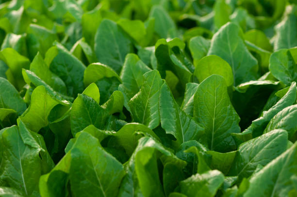 istock green choysum plants in growth at field 1146573469