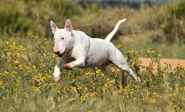 Bull terrier in the green field