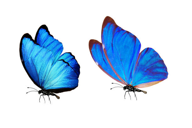istock tropical blue butterfly. isolated on white background 1146577557