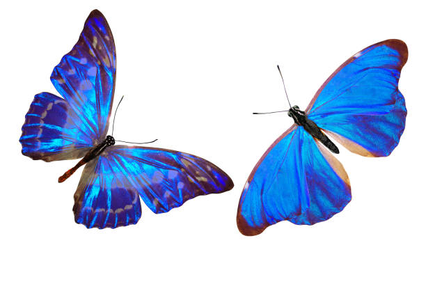 tropikalny niebieski motyl. izolowane na białym tle - butterfly flying tropical climate close to zdjęcia i obrazy z banku zdjęć