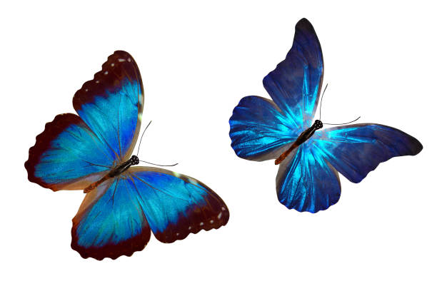 istock tropical blue butterfly. isolated on white background 1146577560