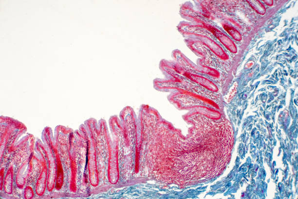 istock Human large intestine tissue under microscope view. Histological for human physiology. 1146578688
