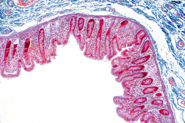 istock Human large intestine tissue under microscope view. Histological for human physiology. 1146578702