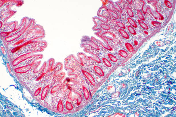 istock Human large intestine tissue under microscope view. Histological for human physiology. 1146578722