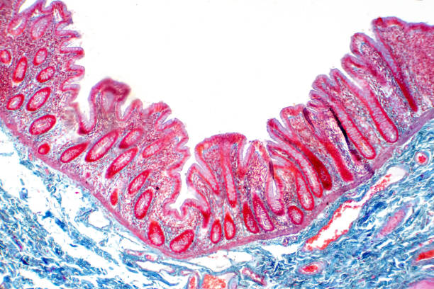 Human large intestine tissue under microscope view. Histological for human physiology. Human large intestine tissue under microscope view. Histological for human physiology. histology stock pictures, royalty-free photos & images