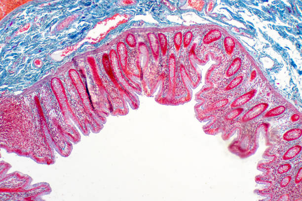 istock Human large intestine tissue under microscope view. Histological for human physiology. 1146578731