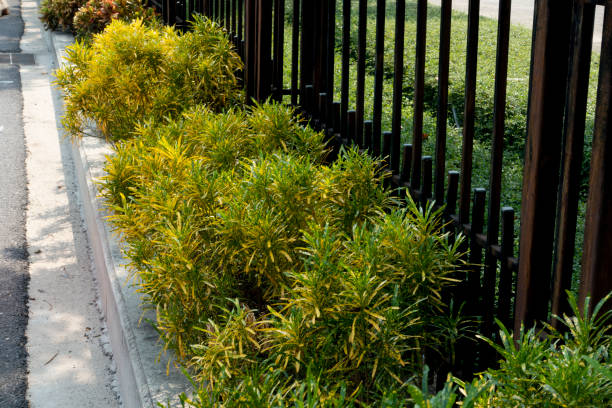 istock Croton, Variegated Laurel, in stone pot 1146578826