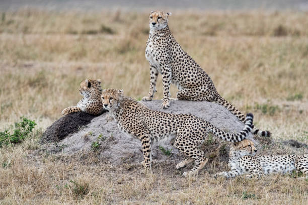 istock Cheetah Family 1146579753