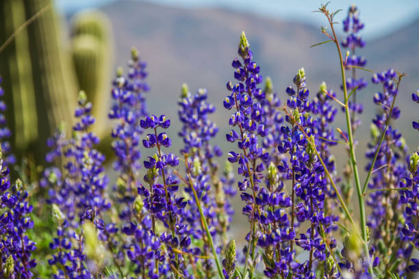 istock Texas Lupine and California Poppies 1146580709