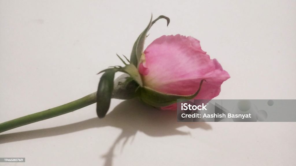 Hintergrund/Tapete: Rosa Rosenblume - Lizenzfrei Baumblüte Stock-Foto