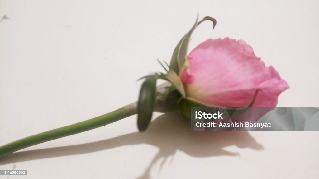 Hintergrund/Tapete: Rosa Rosenblume - Lizenzfrei Baumblüte Stock-Foto