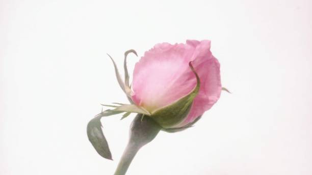 istock Background / Wallpaper: Pink Rose Flower 1146580812