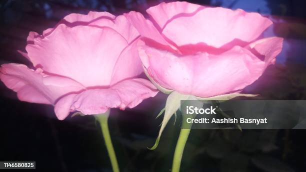 Hintergrund Tapete Rosa Rosenblume Stockfoto und mehr Bilder von Baumblüte - Baumblüte, Bildschirmschoner, Blume