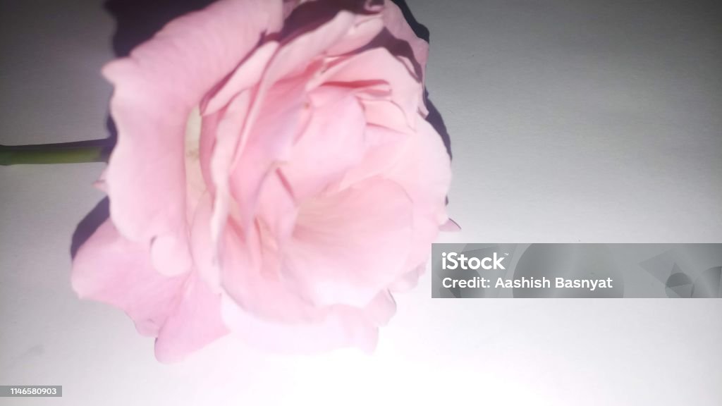 Hintergrund/Tapete: Rosa Rosenblume - Lizenzfrei Baumblüte Stock-Foto