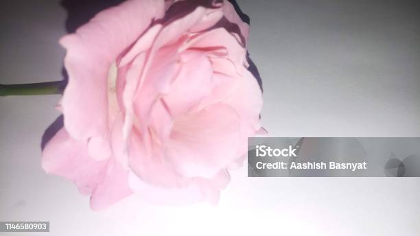 Hintergrundtapete Rosa Rosenblume Stockfoto und mehr Bilder von Baumblüte - Baumblüte, Bildschirmschoner, Blume