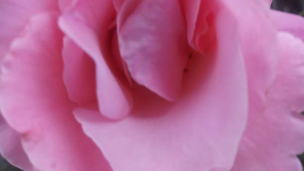 istock Background / Wallpaper: Pink Rose Flower 1146580948