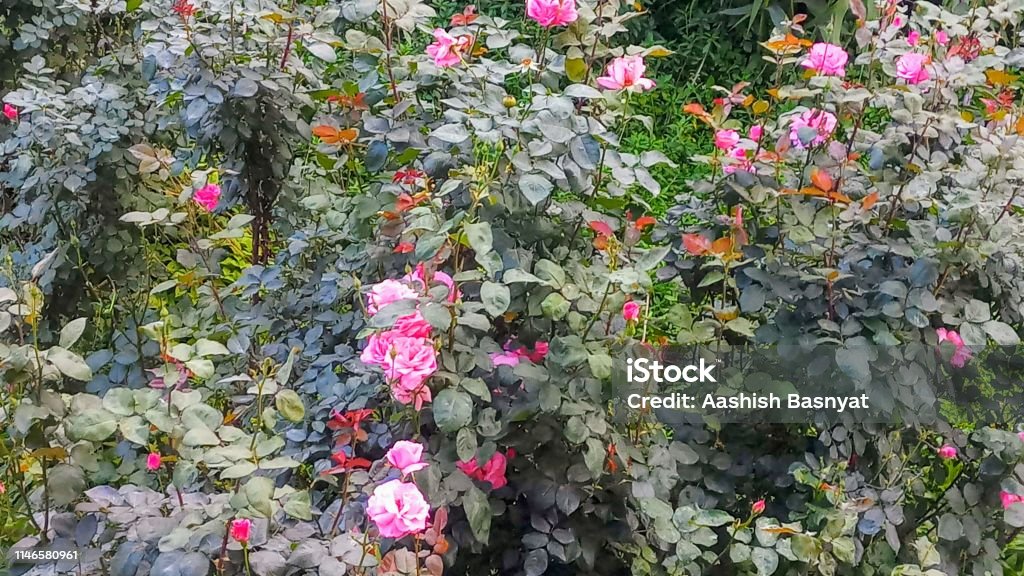 Hintergrund/Tapete: Rosa Rosenblume - Lizenzfrei Baumblüte Stock-Foto