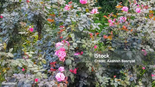 Hintergrund Tapete Rosa Rosenblume Stockfoto und mehr Bilder von Baumblüte - Baumblüte, Bildschirmschoner, Blume