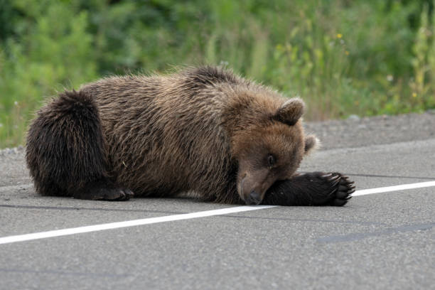 Young wild Kamchatka brown bear lies and sleeping on side of asphalt road stock photo