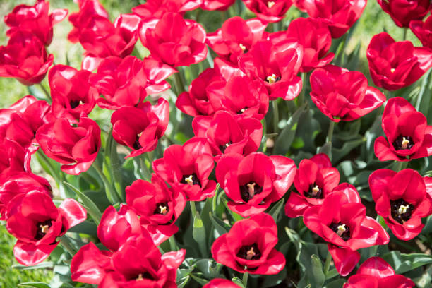 istock Flower beds with colorful tulips 1146581574