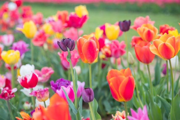 istock Flower beds with colorful tulips 1146581659