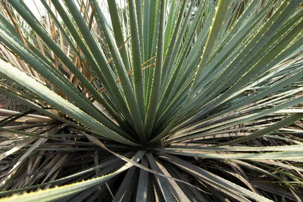 A native plant close up at the UNAM Botanical Garden, Mexico City, Mexico.