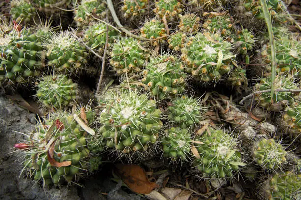 Native cacti at the UNAM Botanical Garden, Mexico City, Mexico.