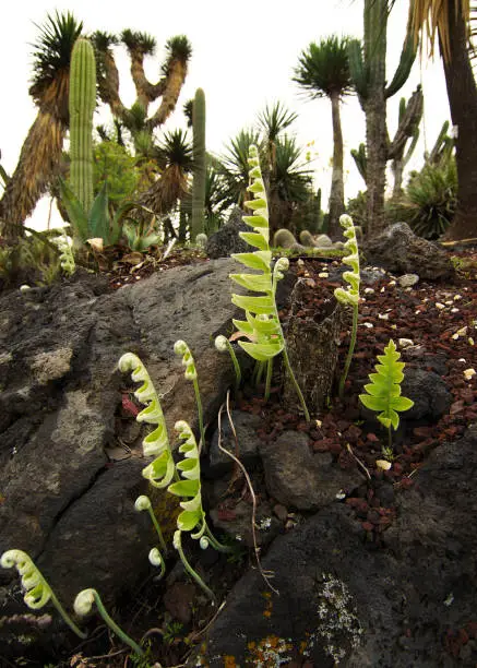 Fern growing on volcanic rock at the UNAM Botanical Garden, Mexico City, Mexico.