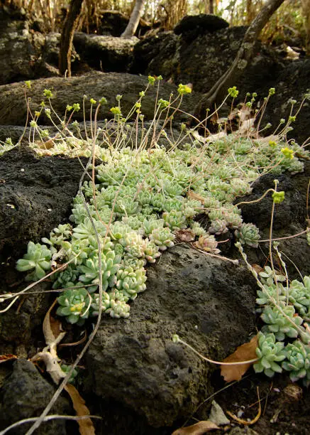 Succulent plants growing on volcanic rock at UNAM Botanical Garden, Mexico City, Mexico.