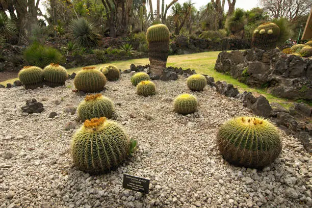 Native cacti at the UNAM Botanical Garden, Mexico City, Mexico.