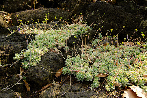 Plantas suculentas que crecen en roca volcánica photo