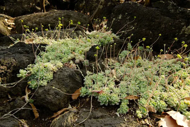 Succulent plants growing on volcanic rock at UNAM Botanical Garden, Mexico City, Mexico.