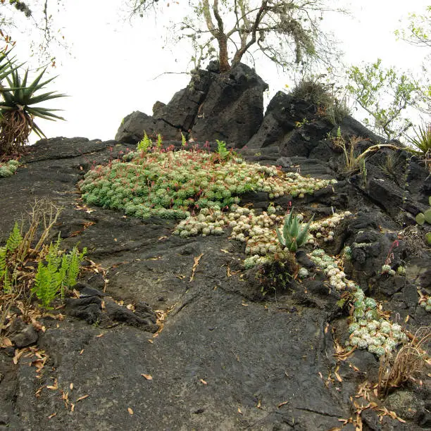 Succulent plants growing on volcanic rock at UNAM Botanical Garden, Mexico City, Mexico.