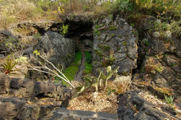 Native plants growing on volcanic rock at the UNAM Botanical Garden, Mexico City, Mexico.