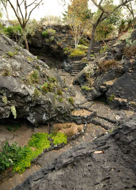 Native plants growing on volcanic rock at the UNAM Botanical Garden, Mexico City, Mexico.