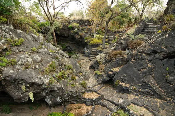 Native plants growing on volcanic rock at the UNAM Botanical Garden, Mexico City, Mexico.