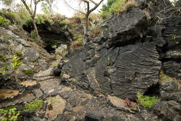 Native plants growing on volcanic rock at the UNAM Botanical Garden, Mexico City, Mexico.