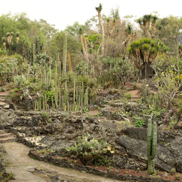 Native plants at the UNAM Botanical Garden, Mexico City, Mexico.