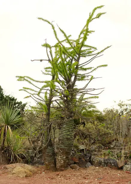 Native plants at the UNAM Botanical Garden, Mexico City, Mexico.