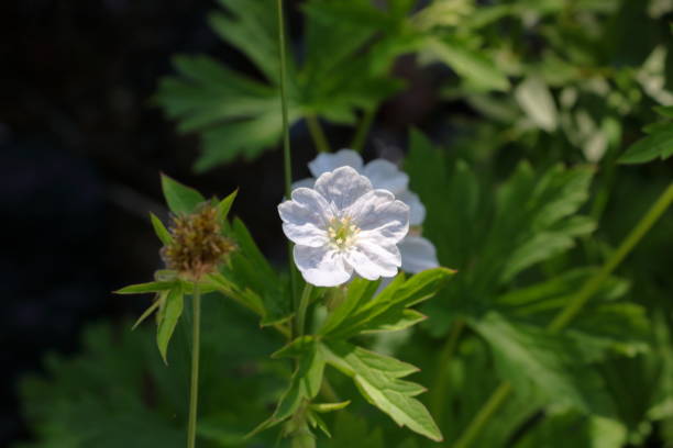 istock White Rasberry Flower 1146583623