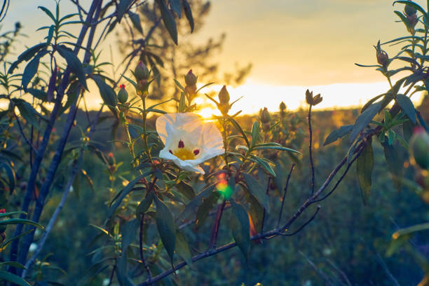Pink gum bloom - cistus ladanifer in the fields of dehesa Extremeña, Spain at sunset Pink gum bloom - cistus ladanifer in the fields of dehesa Extremeña, Spain at sunset cistus albidus stock pictures, royalty-free photos & images