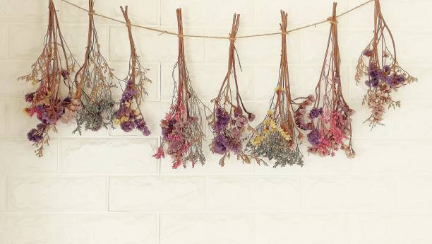 벽에 매달려 말린 꽃. 거실의 그것 훈장 벽 - lavender dried plant lavender coloured bunch 뉴스 사진 이미지