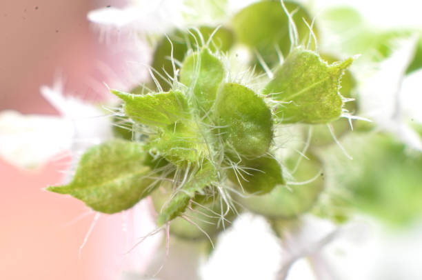 Pretty white flowers, shaped elongated between 2 smooth white fluffy green leaves with a white-brown background\
