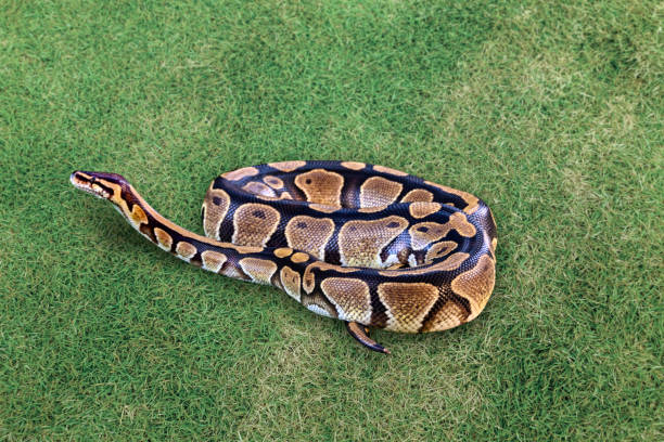 Green Balll Python 200+ Green Ball Python Stock Photos, Pictures & Royalty-Free Images ...