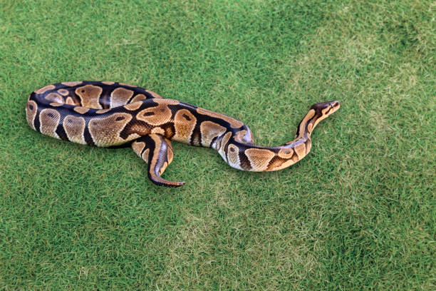 250+ Ball Python Coiled Up Stock Photos, Pictures & Royalty-Free Images ...