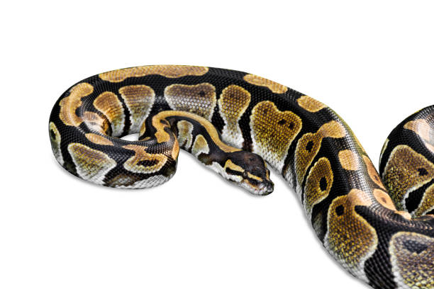 Coiled Ball Python Reference Photo 250+ Ball Python Coiled Up Stock Photos, Pictures & Royalty-Free Images ...