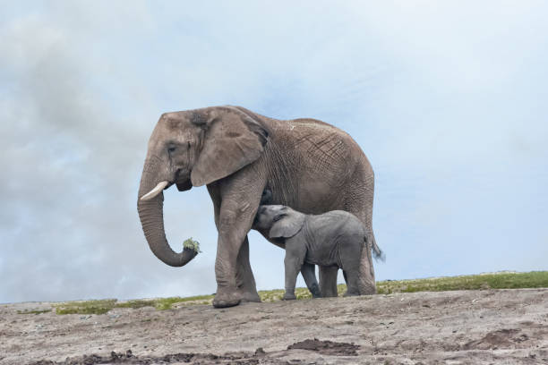 istock Female elephant suckling her young cub 1146593537